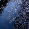 川面にかかる桜