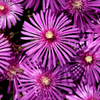 小さな花火
