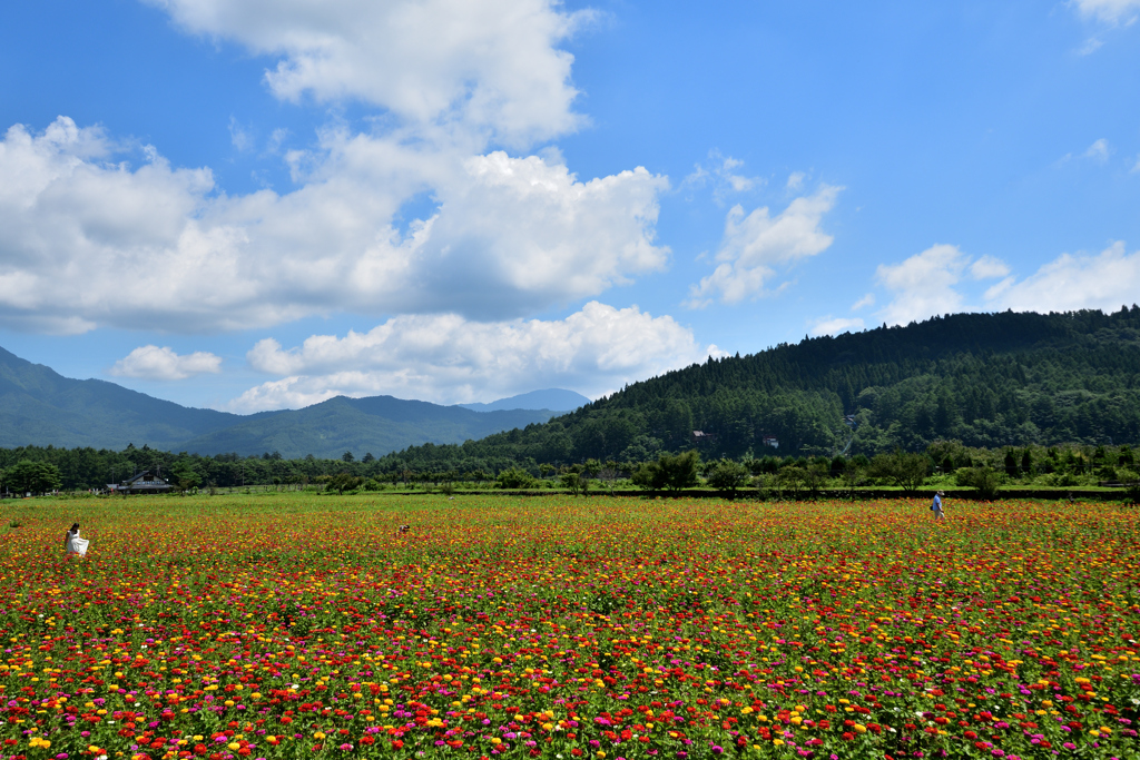 お花畑と夏の空