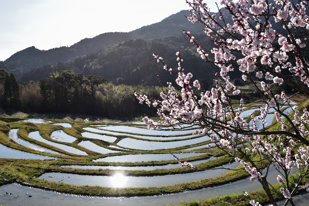朝日を受ける棚田