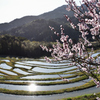 朝日を受ける棚田