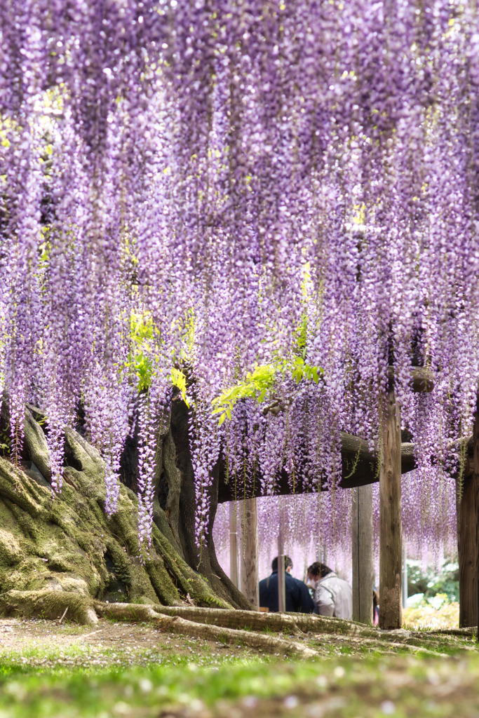 wisteria tree