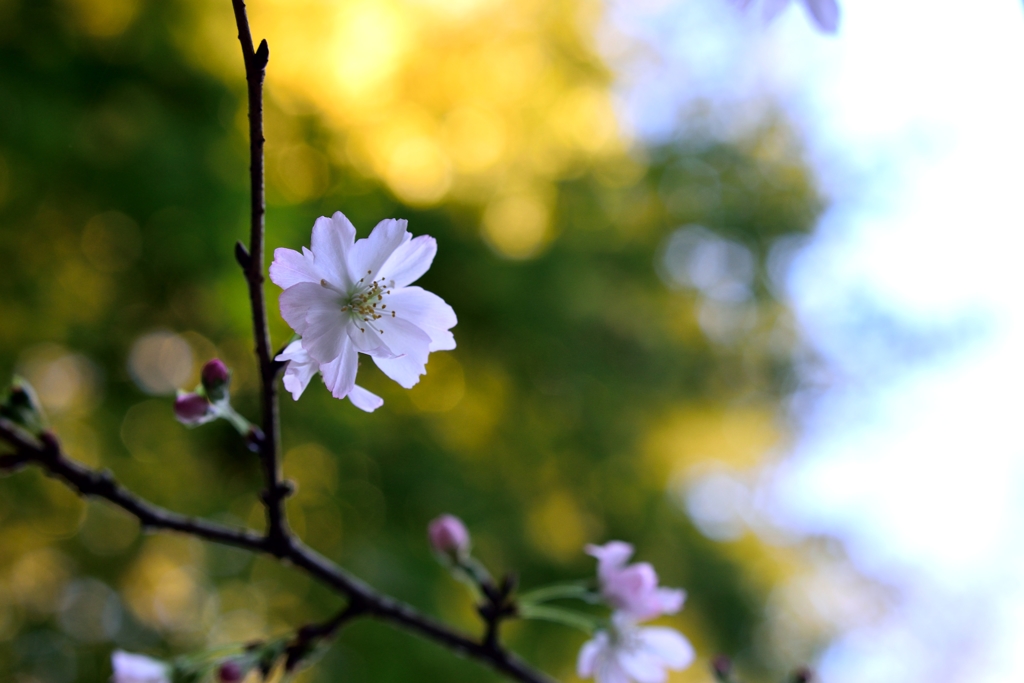 秋に桜?