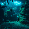 deep blue