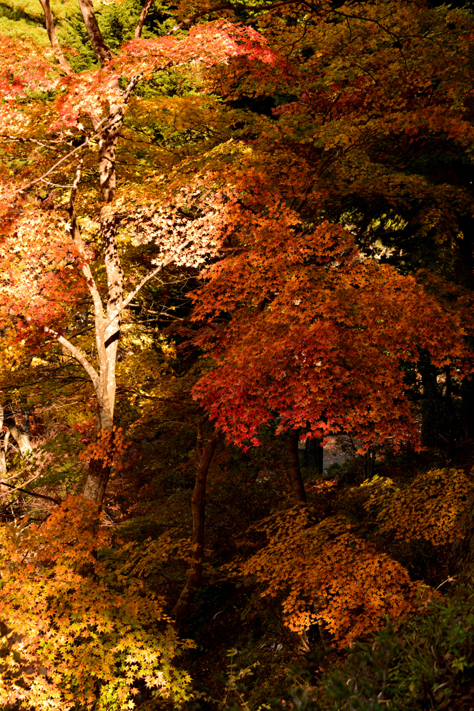 光差す紅葉