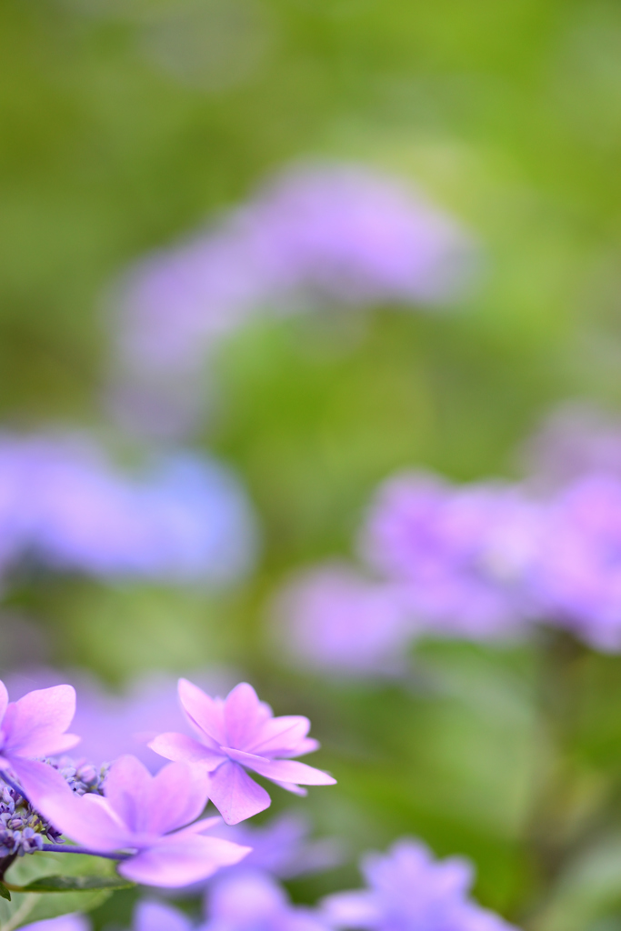 こちらは本家、紫陽花です。