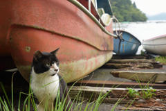 湖畔の猫