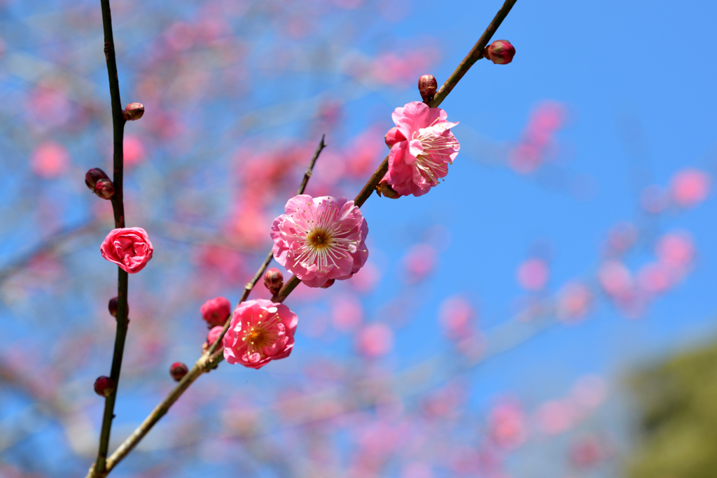 紅梅と青空