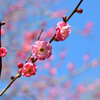 紅梅と青空