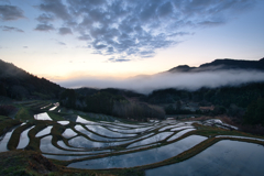 paddy field