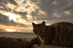 cat by the sea