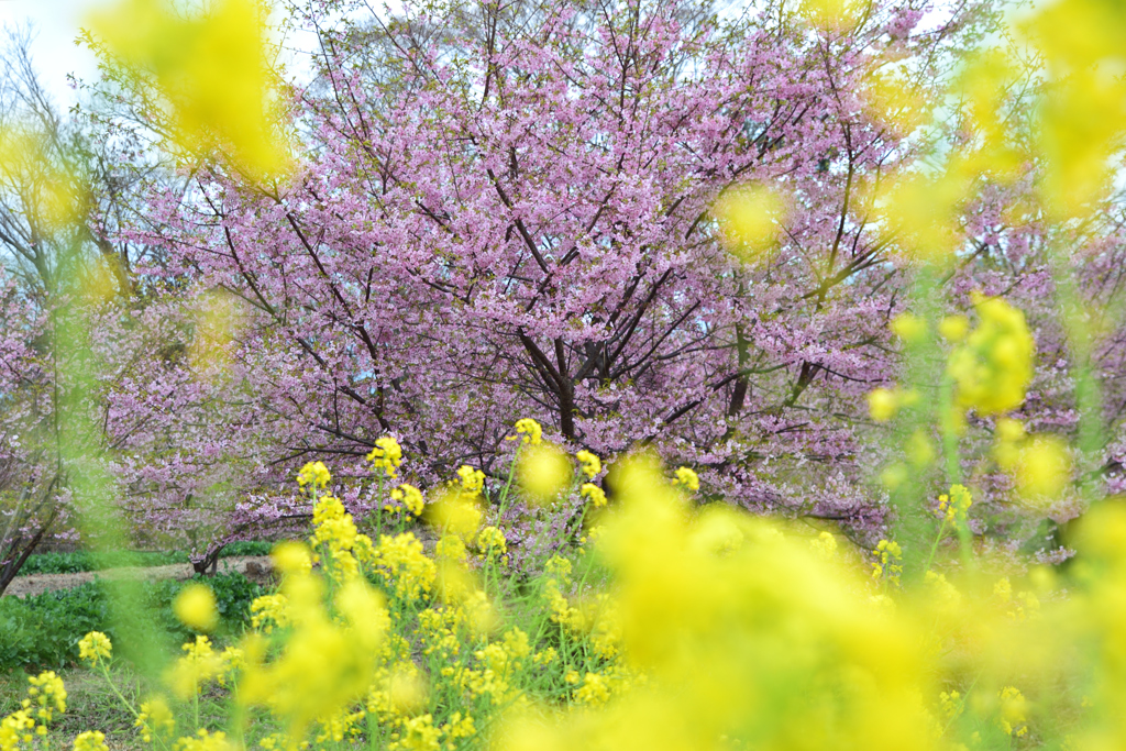 菜の花越しに咲く桜の木