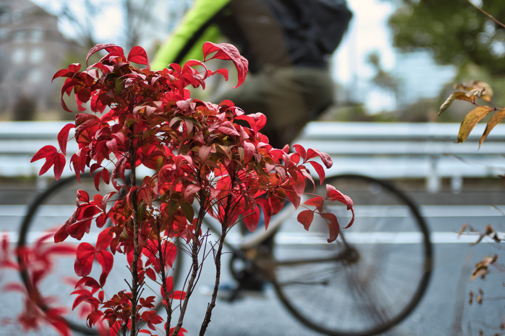 red leaf