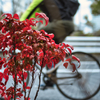 red leaf