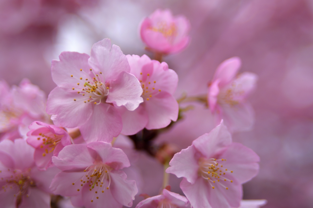 桜花爛漫