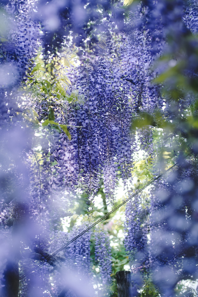 wisteria dreamy