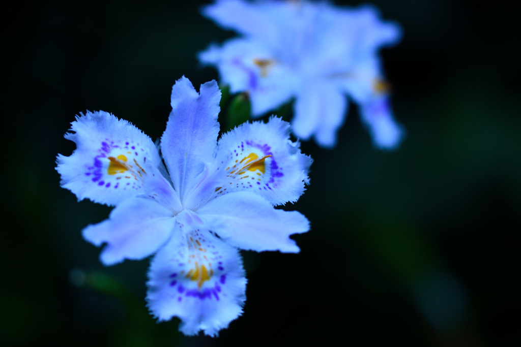 鎌倉で出会った花々８