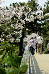 橋の桜とカメラマン