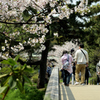 橋の桜とカメラマン