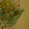 紫陽花カクテル
