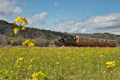 on the field mustard