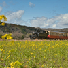 on the field mustard