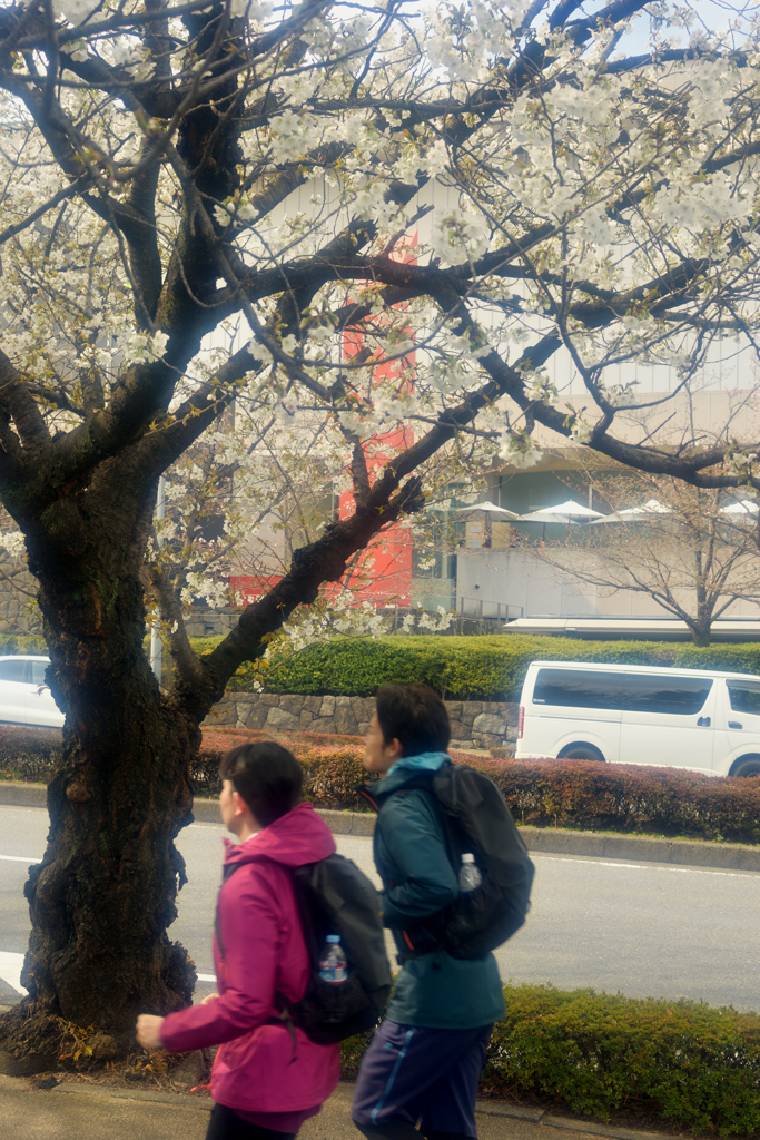 桜並木を走る２