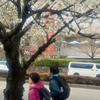 桜並木を走る２