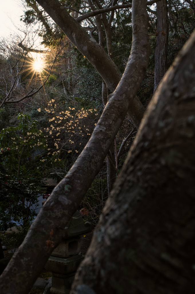 残照と蝋梅