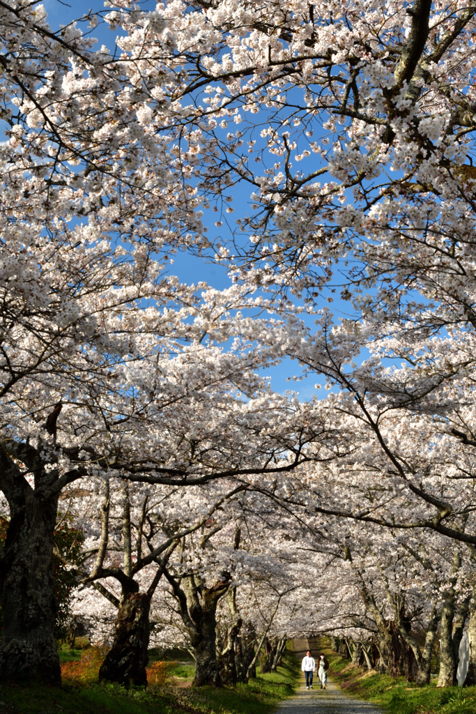 空に広がる桜の参道