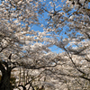 空に広がる桜の参道