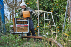 harvest