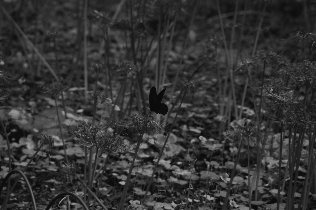 枯彼岸と黒蝶