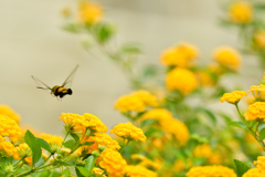 ほうじゃくご馳走さま