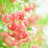 夏の光