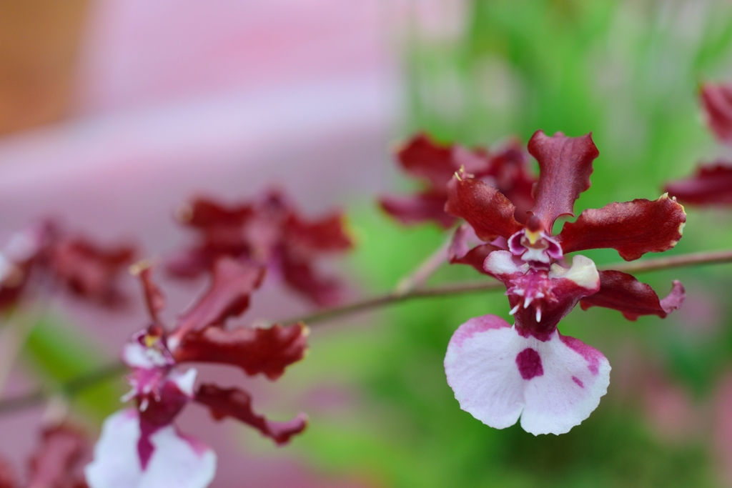 植物園にて６