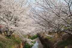 土手沿いに咲く