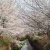 土手沿いに咲く