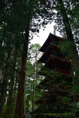 杉の林に囲まれて