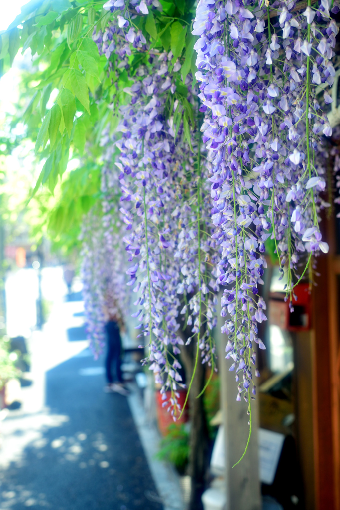 谷中の店先にて