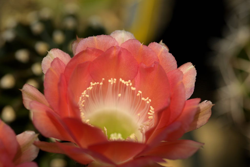 サボテンの花