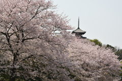 三渓園桜図