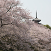 三渓園桜図