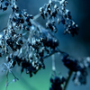 枯れ紫陽花（藍）