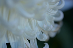 カーリーな花弁（白）