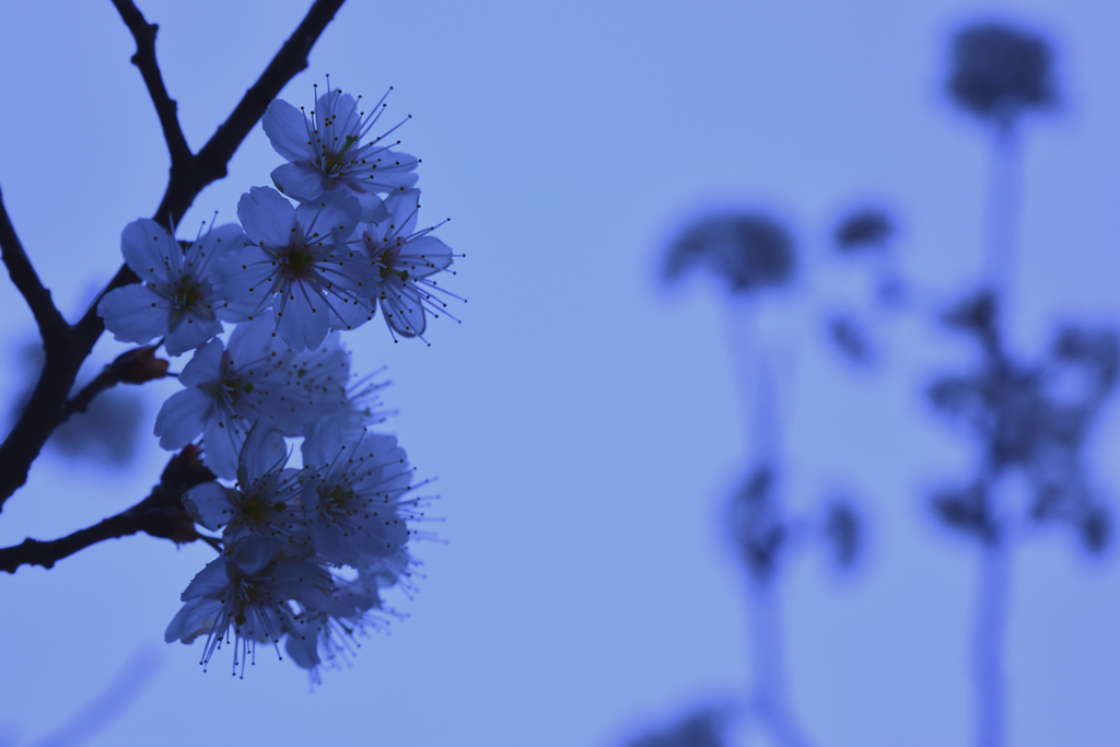 寒空に咲いたさくらんぼの花