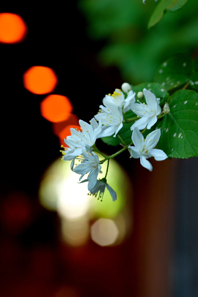 鎌倉で出会った花々3