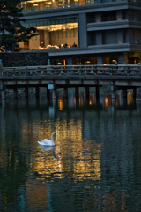 Urban swan