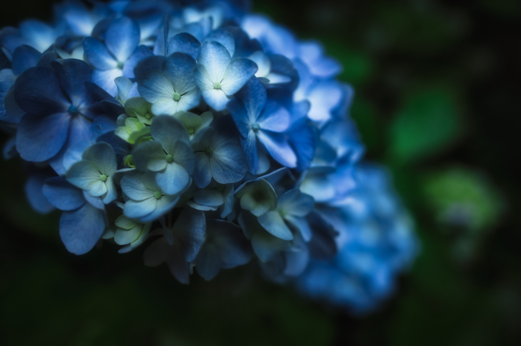 手鞠花