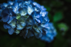 手鞠花